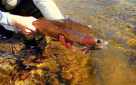 The Complete Guide To Getting Your Wyoming Fishing License.